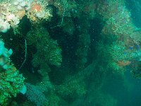 As with the Fujikawa Maru nature is changing the mangled steel of the Heian to a vibrant reef rich in life...